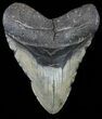 Megalodon Tooth - North Carolina #59201-1